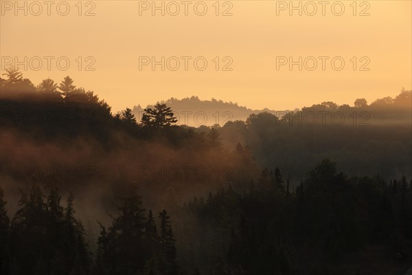 Sunrise over a forest