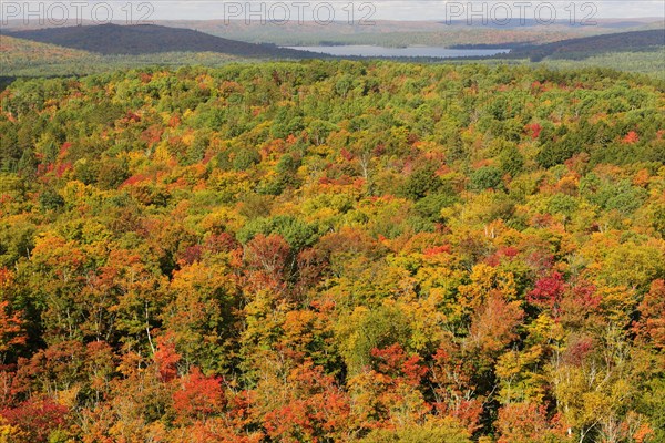 Deciduous forest in autumn colours