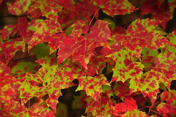 Sugar Maple (Acer saccharum) in autumn colours