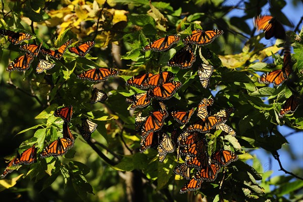 Monarch Butterflies (Danaus plexippus) resting during their migration from Canada to Mexico