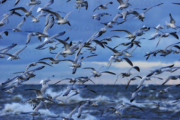Flock of Ring-billed Gulls (Larus delawarensis) flying up