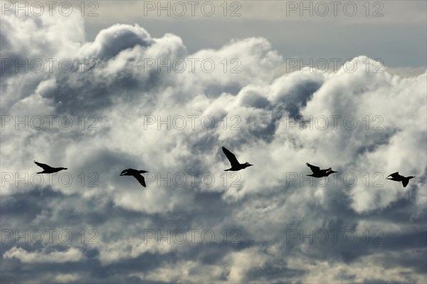 Great Black Cormorants (Phalacrocorax carbo) in flight