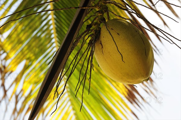 Coconut hanging from a Coconut Palm (Cocos nucifera)