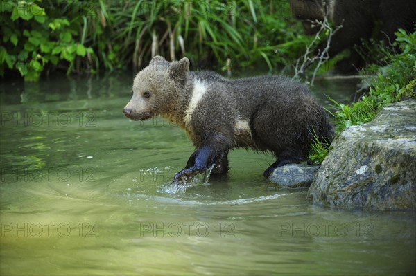 Brown Bear (Ursus arctos) cub