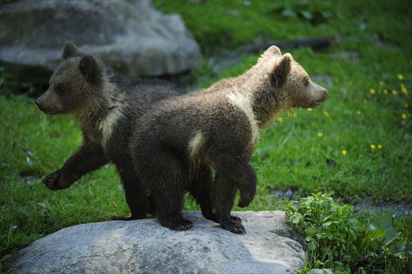 Two Brown Bears (Ursus arctos)