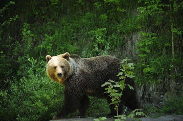 Brown Bear (Ursus arctos)