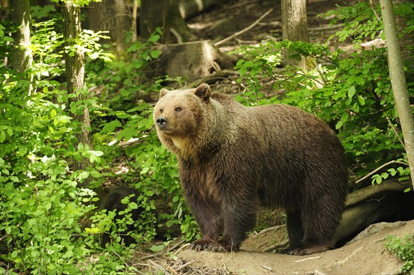 Brown Bear (Ursus arctos) standing in the woods in front of its den