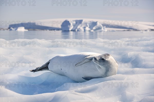 Leopard Seal (Hydrurga leptonyx) lying on an ice floe