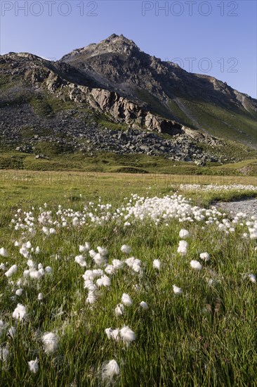 Cotton Grass (Eriophorum sp.) on the raised mire of Breites Wasser