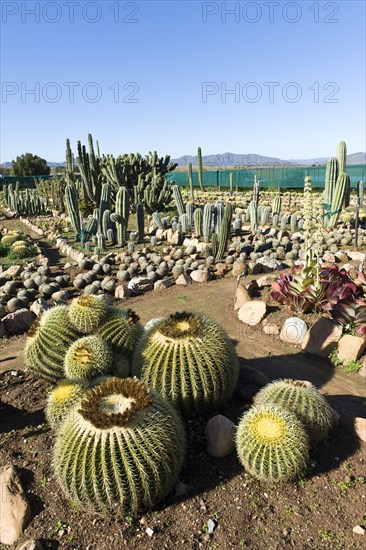 Golden Barrel Cactus (Echinocactus grusonii)