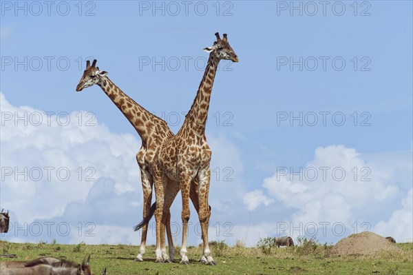 Two Giraffes (Giraffa camelopardalis)