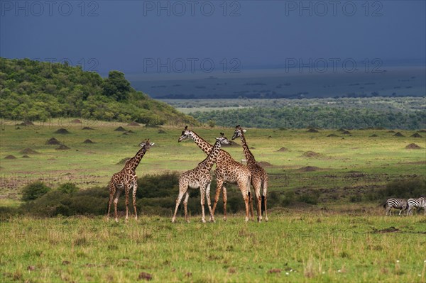 Herd of Giraffes (Giraffa camelopardalis) standing in front of an approaching storm