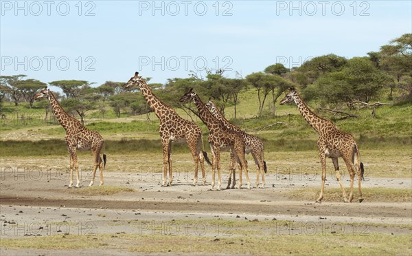 Herd of Giraffes (Giraffa camelopardalis) in front of an acacia tree forest