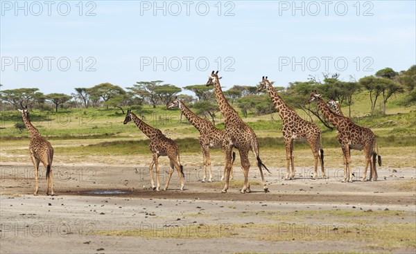 Herd of Giraffes (Giraffa camelopardalis) in front of an acacia tree forest