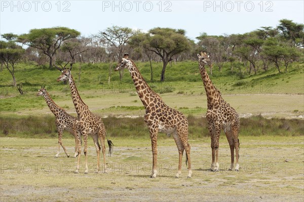 Herd of Giraffes (Giraffa camelopardalis) in front of an acacia tree forest