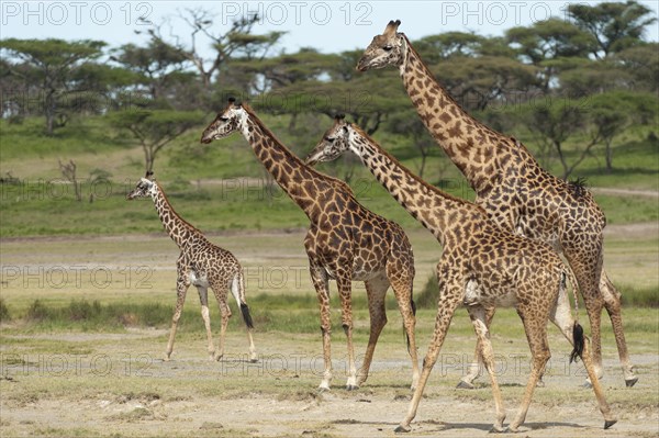 Herd of Giraffes (Giraffa camelopardalis) in front of an acacia tree forest