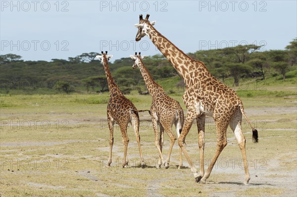 Herd of Giraffes (Giraffa camelopardalis) in front of an acacia tree forest