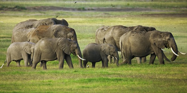 Herd of African Bush Elephants (Loxodonta africana) during the wet season