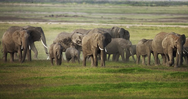 Herd of African Bush Elephants (Loxodonta africana) during the wet season