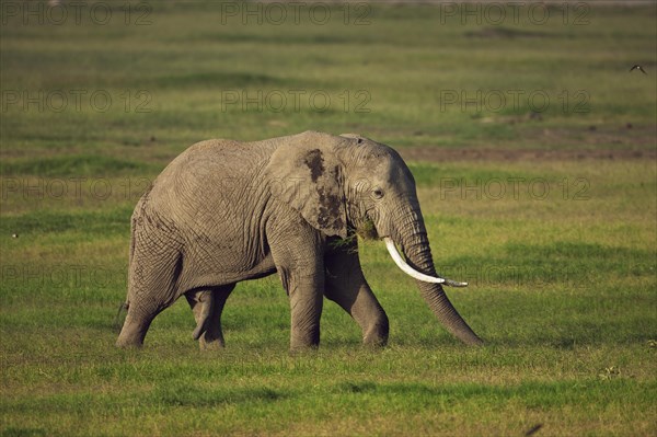 African Bush Elephant (Loxodonta africana) during the wet season