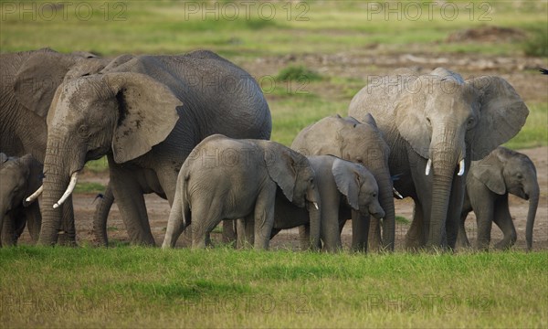 Herd of African Bush Elephants (Loxodonta africana) during the wet season