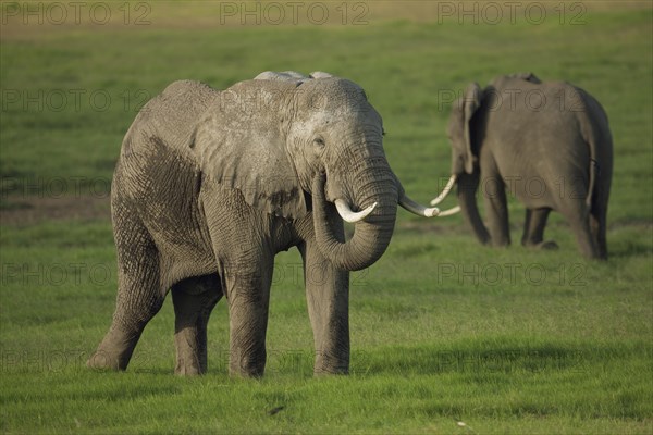 African Bush Elephants (Loxodonta africana) during the wet season