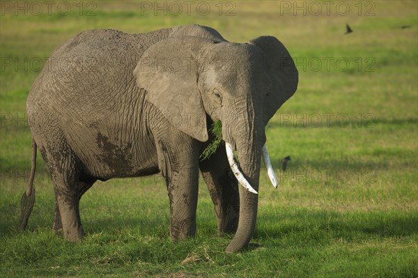 African Bush Elephant (Loxodonta africana) during the wet season