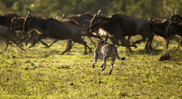 Cheetah (Acinonyx jubatus) chasing Blue Wildebeest (Connochaetes taurinus)