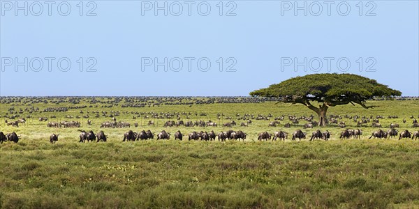 Large herd of Blue Wildebeest (Connochaetes taurinus) passing a solitary tree in the southern Serengeti