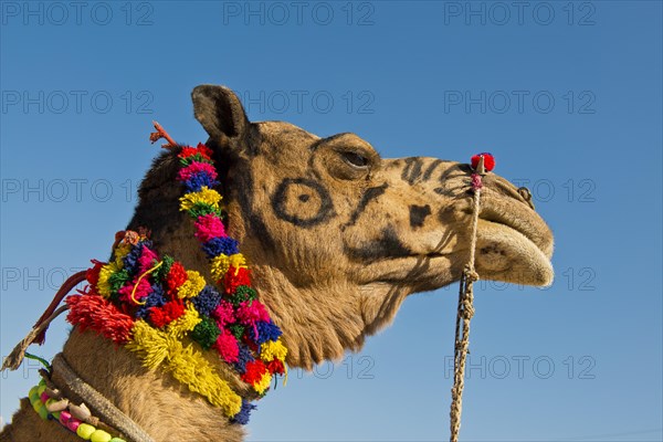 Camel (Camelus dromedarius) with decorations and colourful wool chains