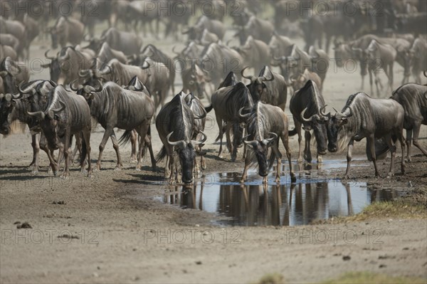 Migrating herd of Blue Wildebeest (Connochaetes taurinus) in the evening haze