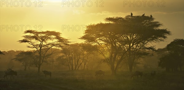 Migrating herd of Blue Wildebeest (Connochaetes taurinus) in the evening haze