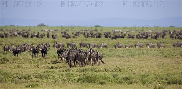 Migrating herd of Blue Wildebeest (Connochaetes taurinus) in the evening haze