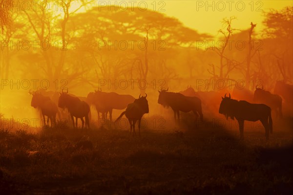 Migrating herd of Blue Wildebeest (Connochaetes taurinus) in the evening haze