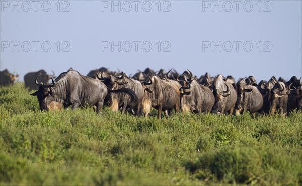 Herd of Blue Wildebeest (Connochaetes taurinus) walking in single file from head to tail