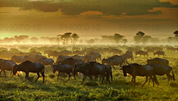 Migrating herd of Blue Wildebeest (Connochaetes taurinus) in the evening haze