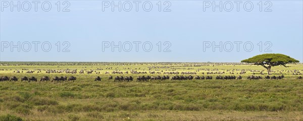 Large herd of Blue Wildebeest (Connochaetes taurinus) passing a solitary tree in the southern Serengeti