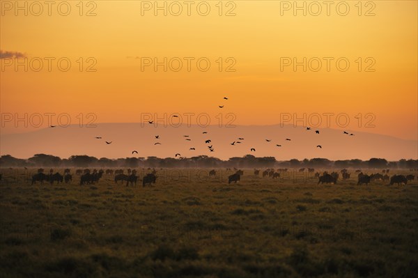 Herd of Blue Wildebeest (Connochaetes taurinus) grazing at sunrise