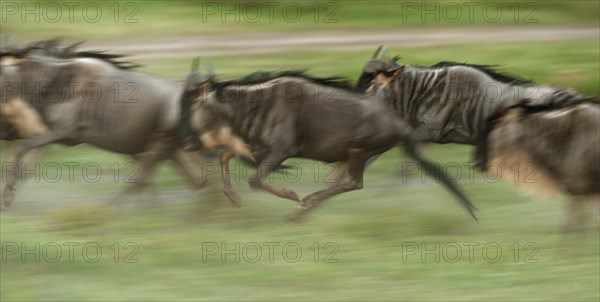 Running herd of Blue Wildebeest (Connochaetes taurinus)