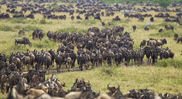 Migrating herd of Blue Wildebeest (Connochaetes taurinus)