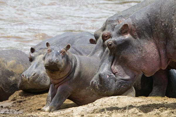 Hippos (Hippopotamus amphibius) with young on the river bank