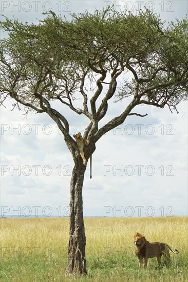 Lion (Panthera leo)