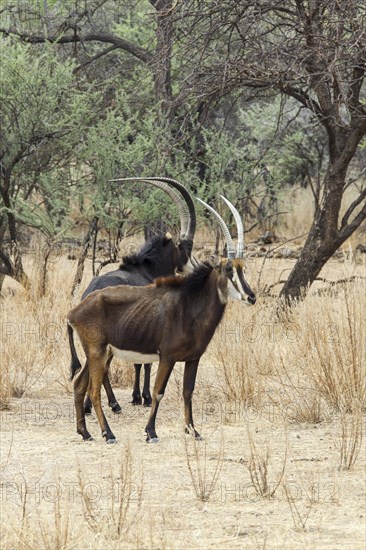 Sable Antelopes (Hippotragus niger)