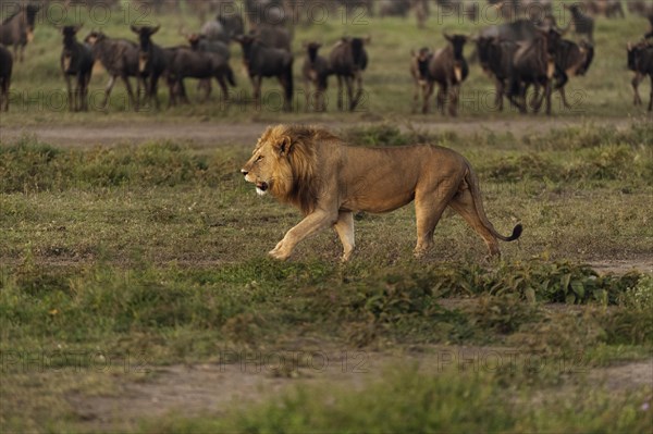 Lion (Panthera leo)