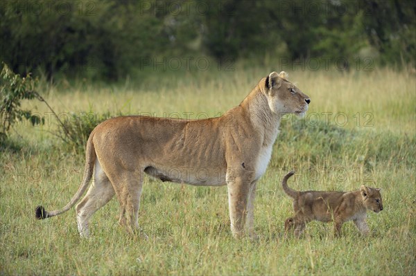 Lioness (Panthera Leo) with her lion cub in the morning light