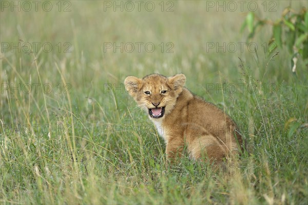 Lion (Panthera leo) cub crying out for its mother