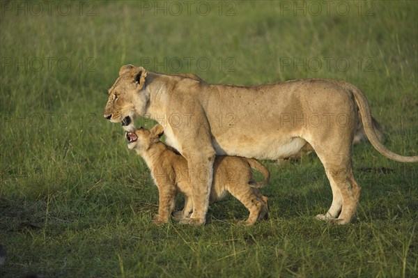 Lioness (Panthera Leo) with her lion cub in the morning light