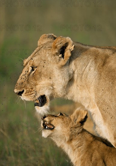 Lioness (Panthera Leo) with her lion cub in the morning light