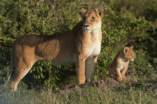 Lioness (Panthera Leo) with her lion cub in the morning light