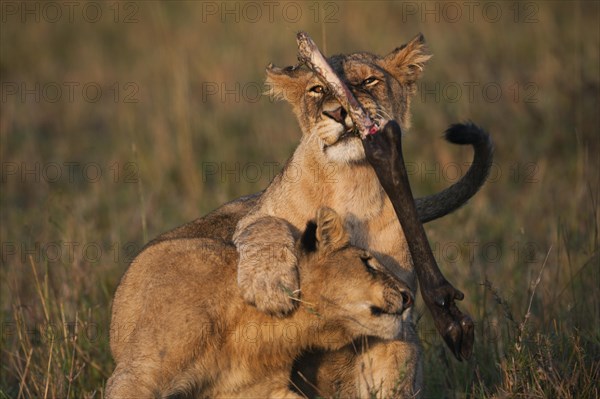 Young Lions (Panthera leo) romping about